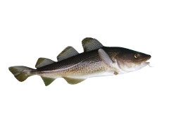 Kabeljau c