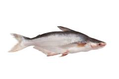 Pangasius c