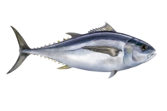 Tunfisch c