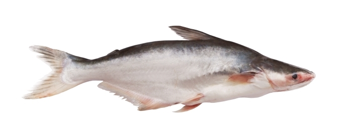 Pangasius 700