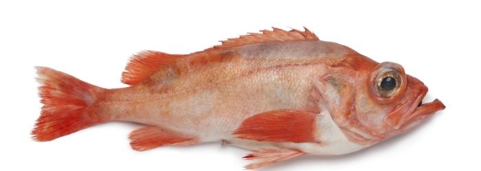Rotbarsch 700